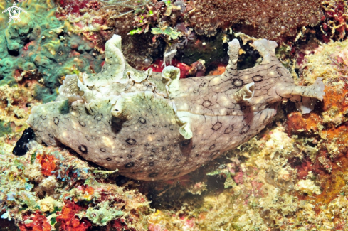 A sea hare