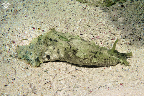 A sea hare