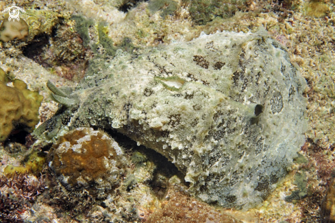 A sea hare