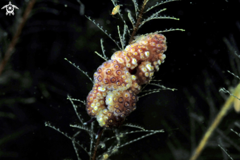 A doto-sp  | sea slug