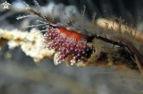 A doto-sp  | sea slug