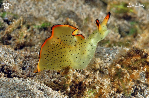 A elysia ornata   | sea slug