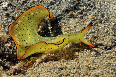 A elysia ornata   | sea slug