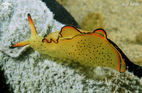 A elysia ornata   | sea slug