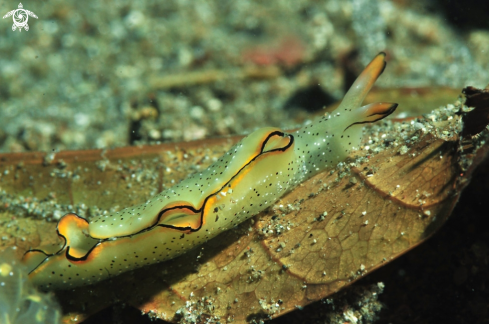 A elysia ornata   | sea slug