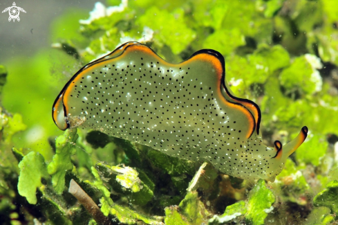 A elysia ornata   | sea slug