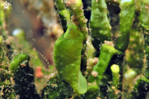 A Elysiella pusilla  | sea slug