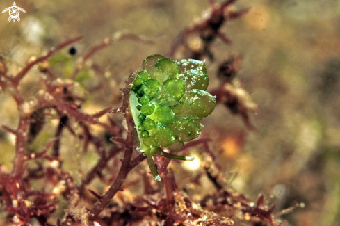 A sea slug