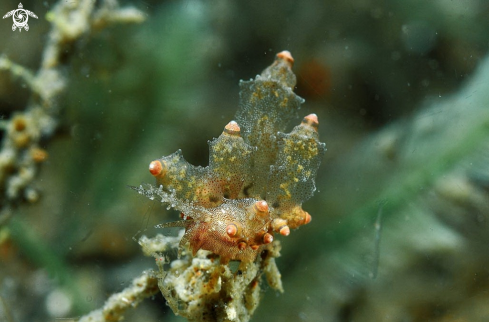 A Eubranchus mandapamensis | sea slug