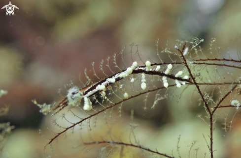 A Eubranchus sp.   | sea slug