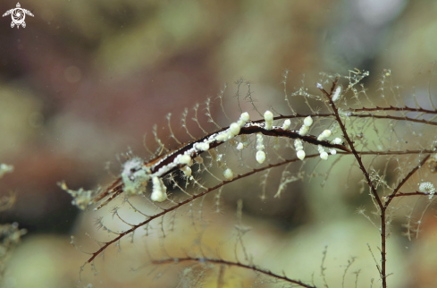 A sea slug