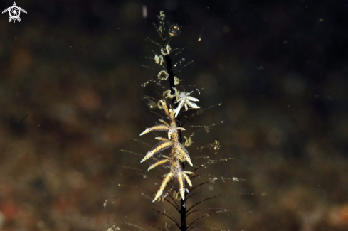 A sea slug