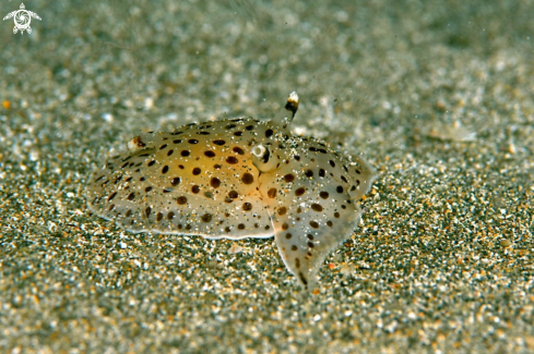 A sea slug