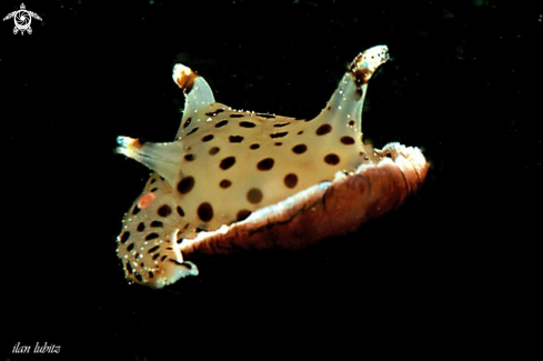 A sea slug