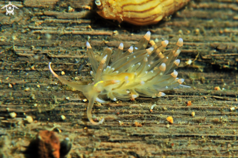 A Facelinidae sp. | Nudibranch