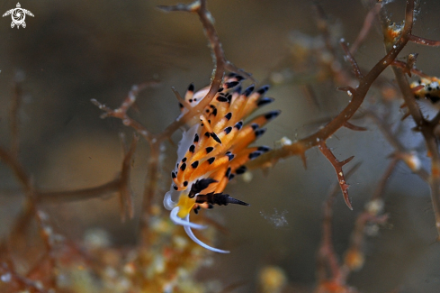 A Nudibranch