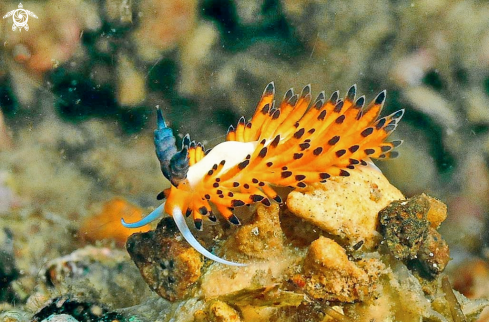 A Favorinus tsuruganus  | Nudibranch