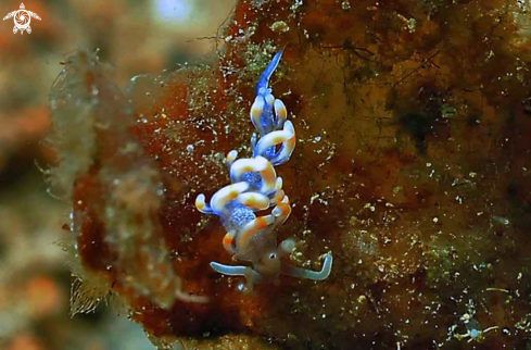 A Flabellina bicolor  | Nudibranch