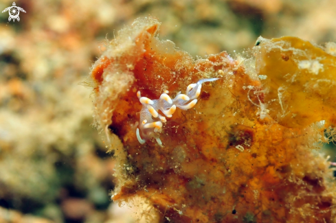 A Flabellina bicolor  | Nudibranch
