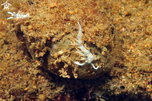 A Flabellina bicolor  | Nudibranch