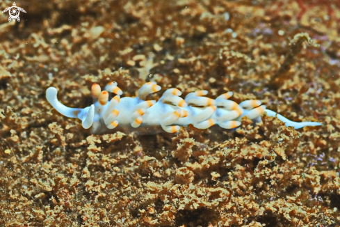 A Flabellina bicolor  | Nudibranch
