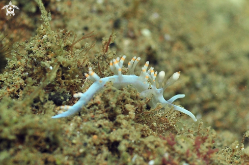 A Flabellina bicolor  | Nudibranch