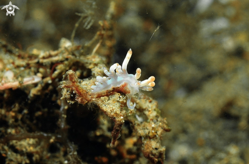 A Nudibranch