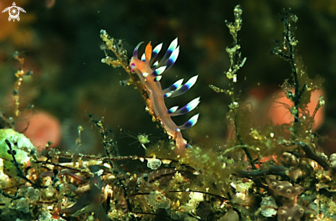 A Nudibranch