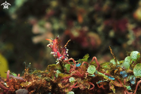 A Nudibranch