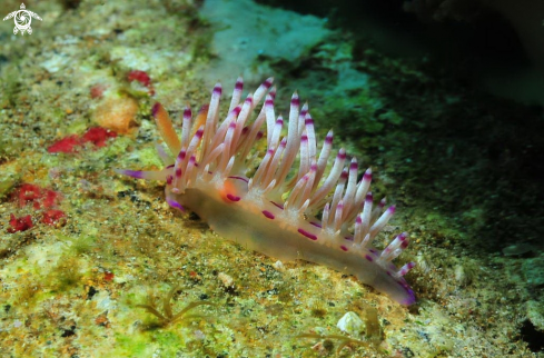 A Nudibranch