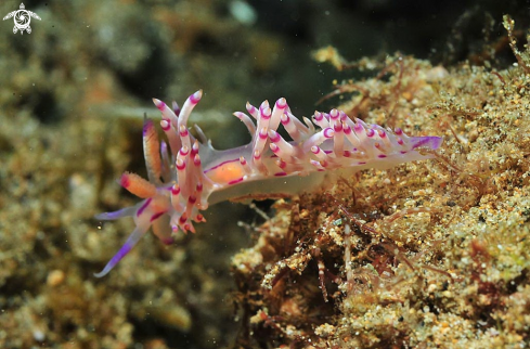 A Nudibranch