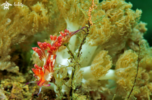 A Flabellina rubrolineata  | Nudibranch