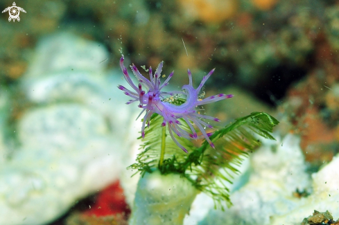 A Flabellina rubrolineata  | Nudibranch