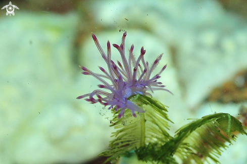 A Flabellina rubrolineata  | Nudibranch