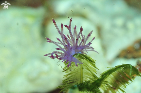 A Nudibranch