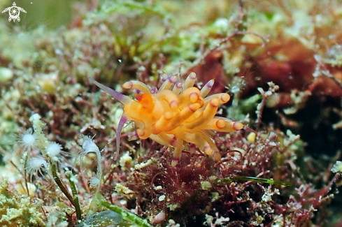 A Flabellina sp.  | Nudibranch