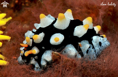 A fryeria ruppellii | Nudibranch