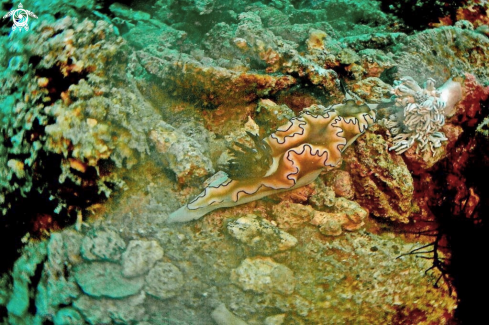 A Glossodoris atromarginata  | Nudibranch