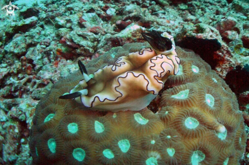 A Glossodoris atromarginata  | Nudibranch