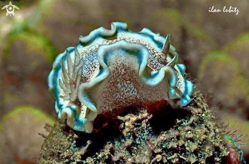 A glossodoris hikuerensis   | Nudibranch