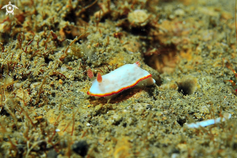 A Glossodoris symmetrica  | Nudibranch