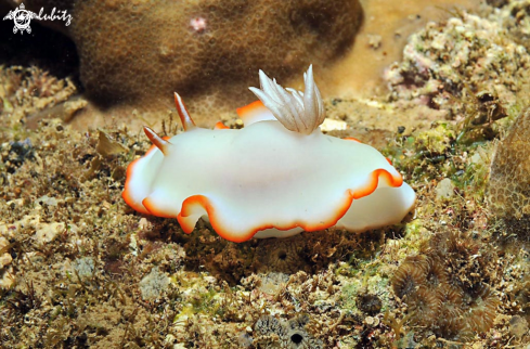 A Glossodoris symmetrica  | Nudibranch