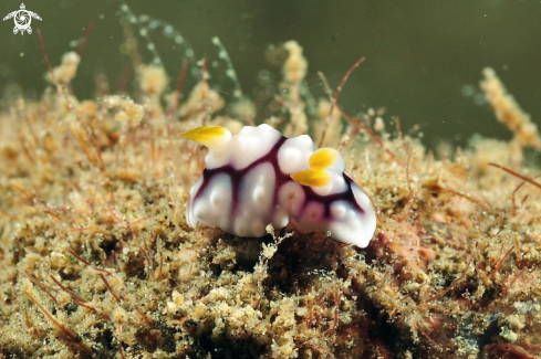 A Nudibranch