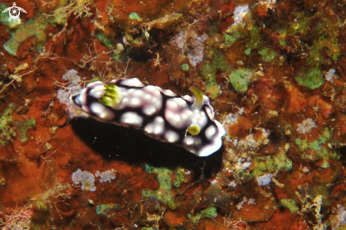 A Goniobranchus geometricus | Nudibranch