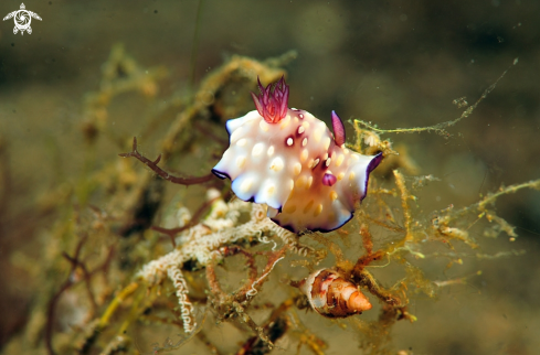 A Goniobranchus hintuanensis  | Nudibranch