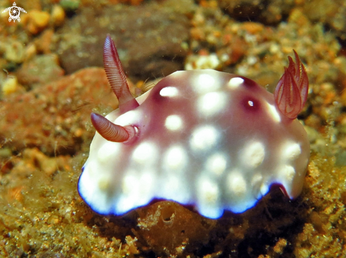 A Goniobranchus hintuanensis  | Nudibranch