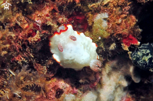 A Goniobranchus verrieri  | Nudibranch