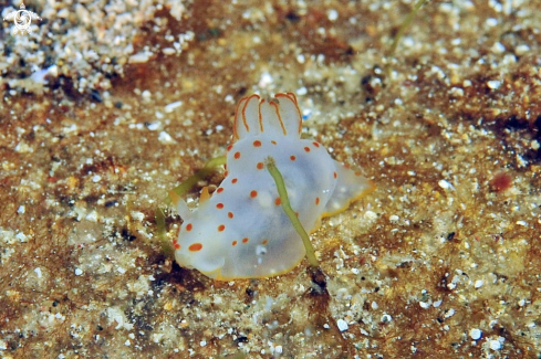 A Gymnodoris ceylonica  | Nudibranch