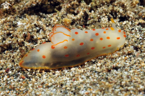 A Nudibranch