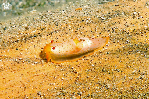 A Nudibranch